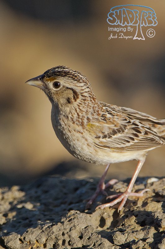 Grasshopper Sparrow - Ammodramus savannarum