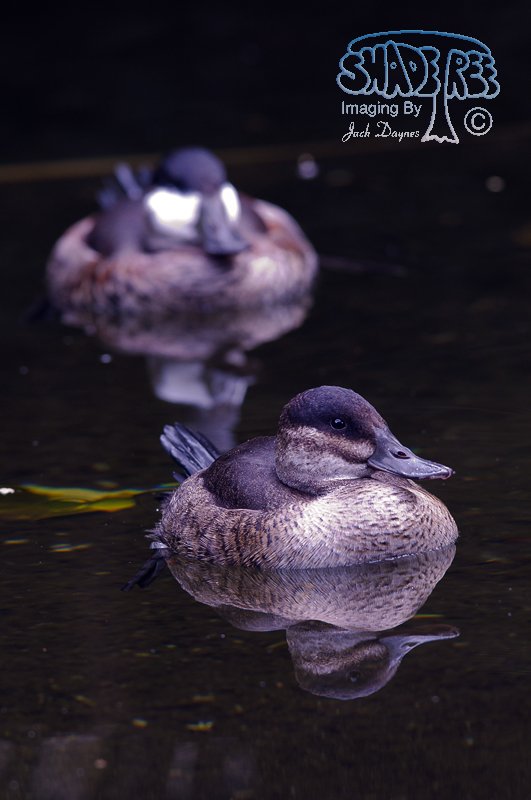 Ruddy Duck - Oxyura jamaicensis