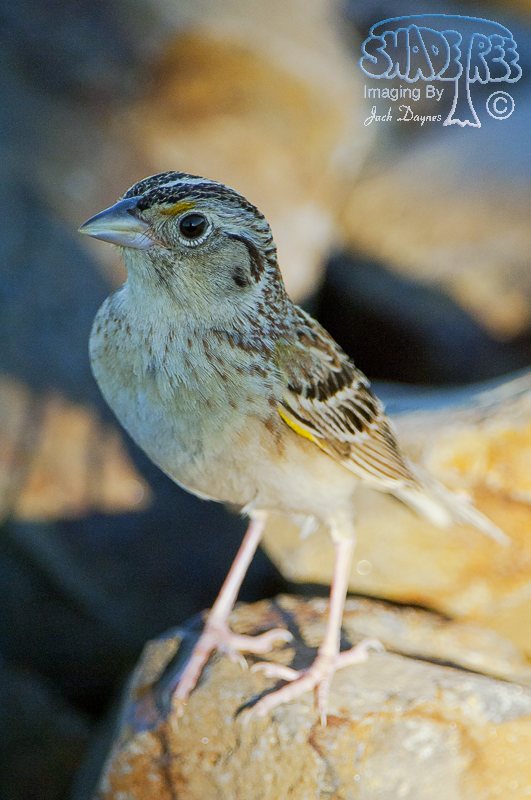 Grasshopper Sparrow - Ammodramus savannarum