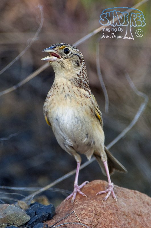 Grasshopper Sparrow - Ammodramus savannarum
