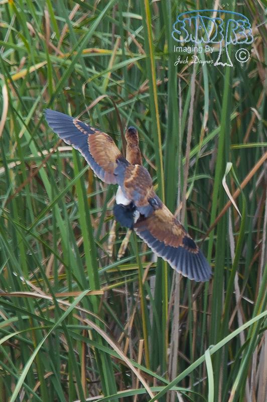 Least Bittern - Ixobrychus exilis