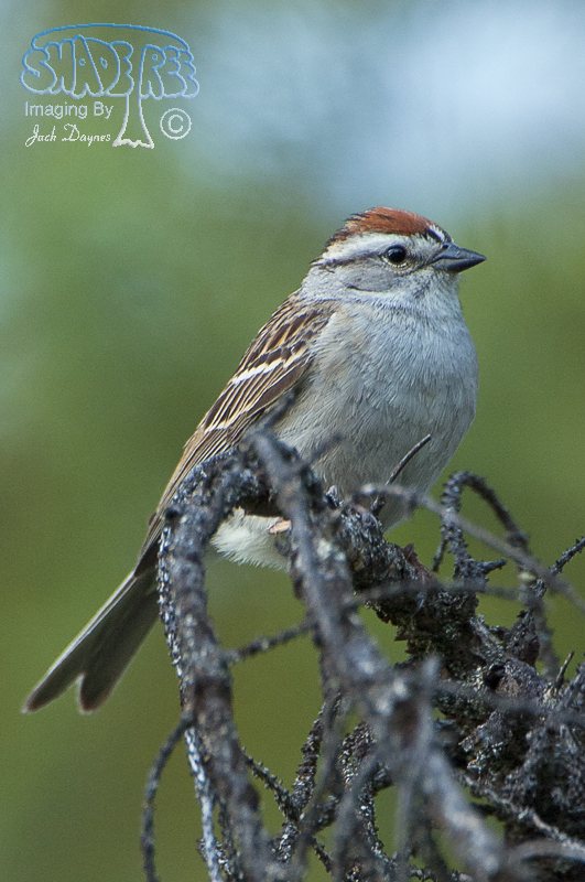 Chipping Sparrow - Spizella passerina