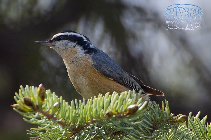 Red-breasted Nuthatch - Sitta canadensis