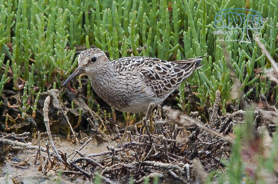 Pectoral Sandpiper - Calidris melanotos