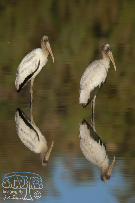 Wood Stork - Mycteria americana