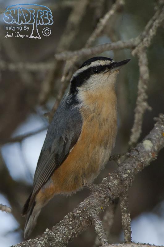 Red-Breasted Nuthatch - Sitta canadensis