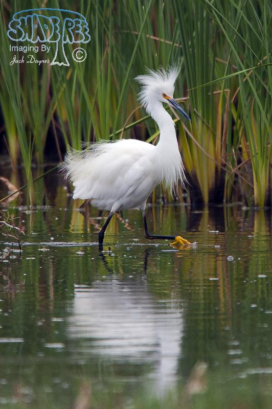 Snowy Egret - Egretta thula
