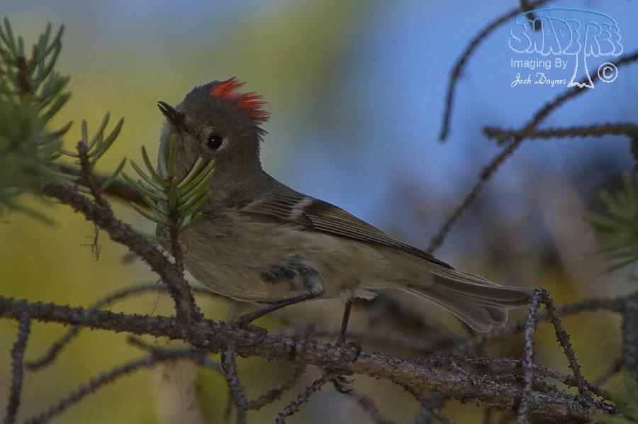 Ruby-Crowned Kinglet - Regulus calendula