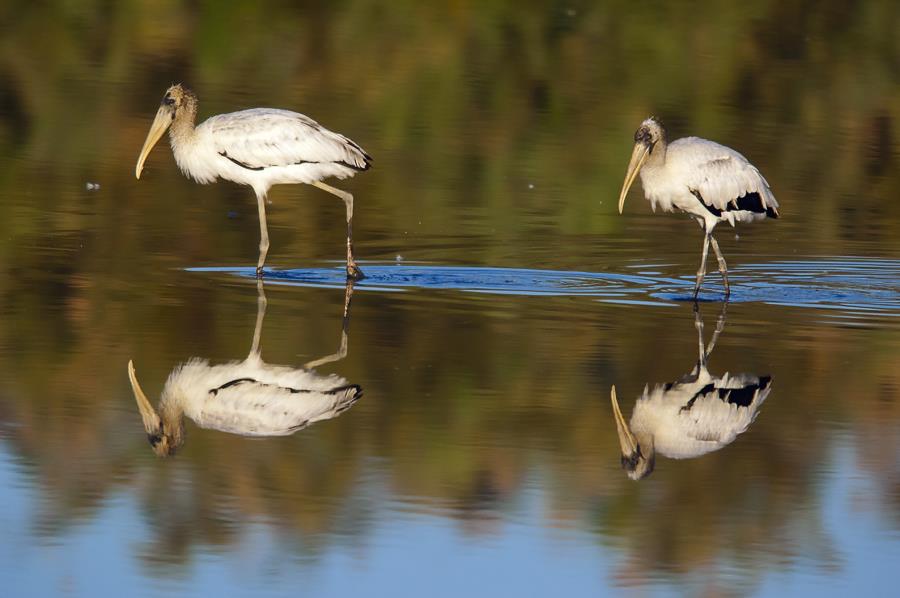 Wood Stork - Mycteria americana