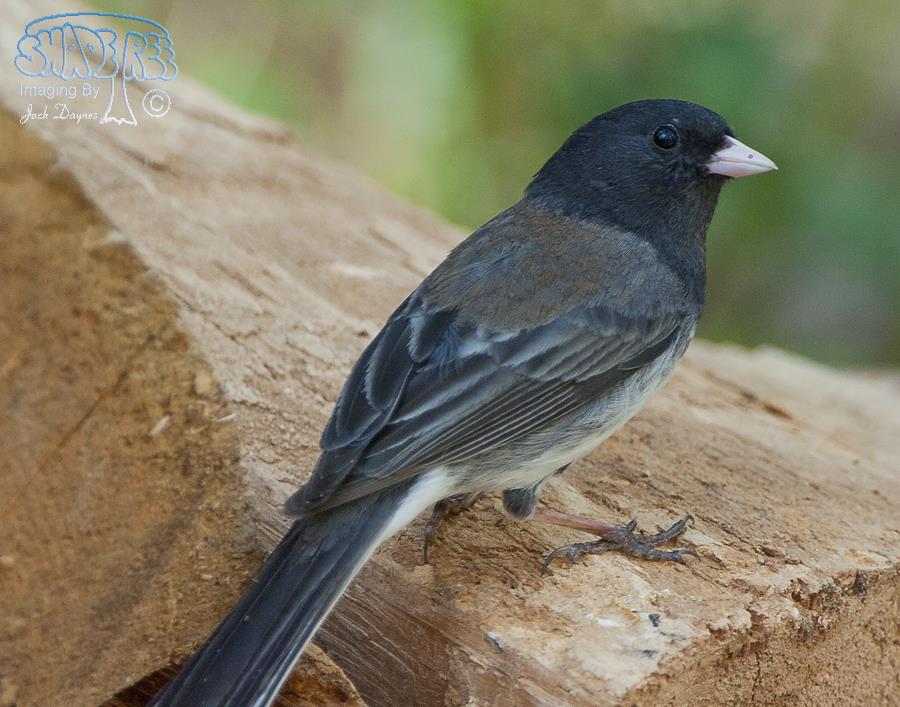 Dark-Eyed Junco - Junco hyemalis