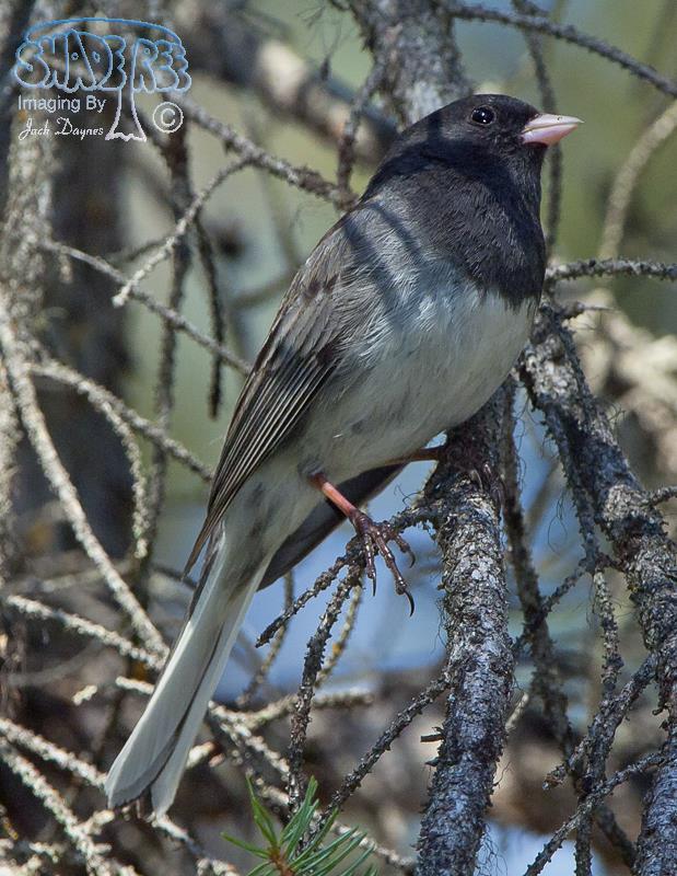 Dark-eyed Junco - Junco hyemalis