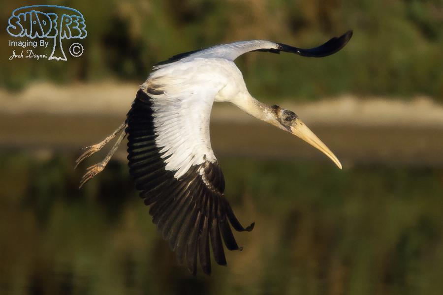 Wood Stork - Mycteria americana