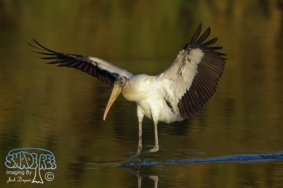 Wood Stork - Mycteria americana