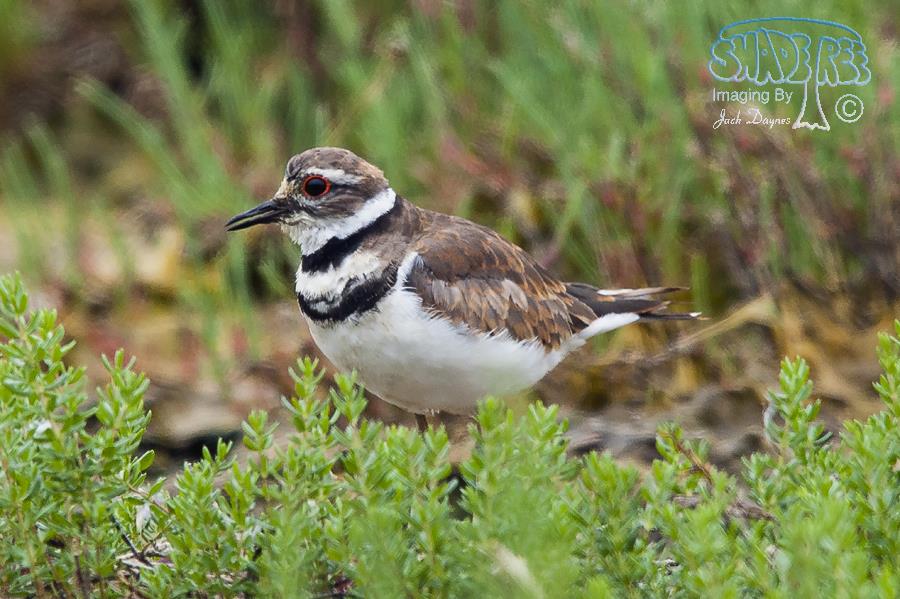 Killdeer - Charadrius vociferus