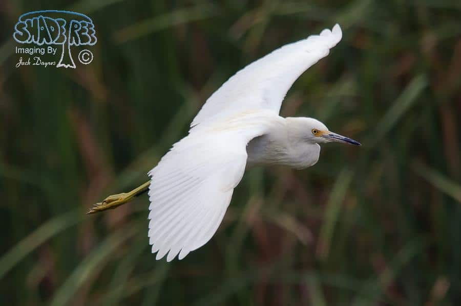 Snowy Egret - Egretta thula