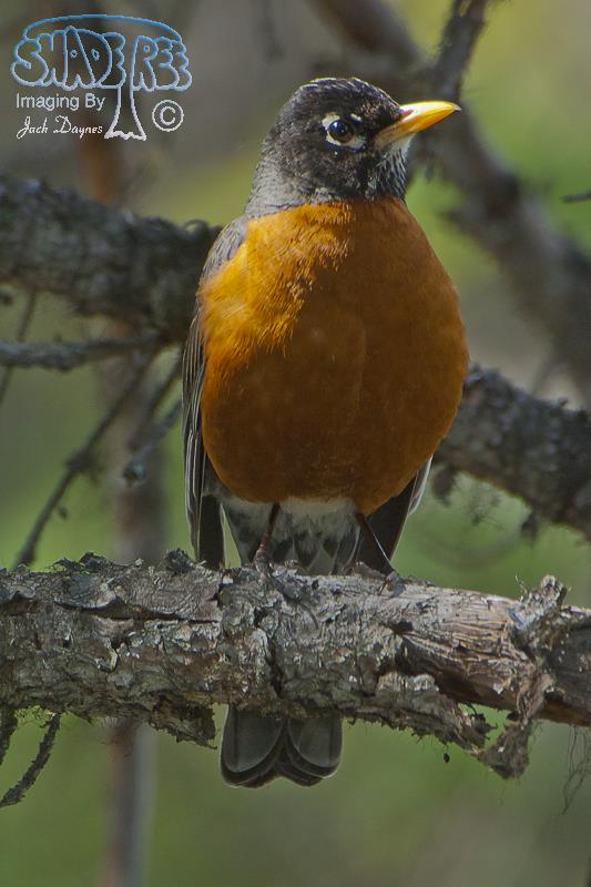 American Robin - Turdus migratorius