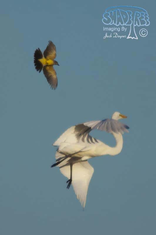 Great Egret - Ardea alba