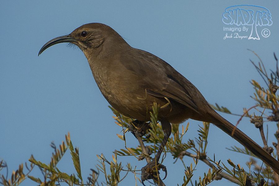 California Thrasher - Toxostoma redivivum