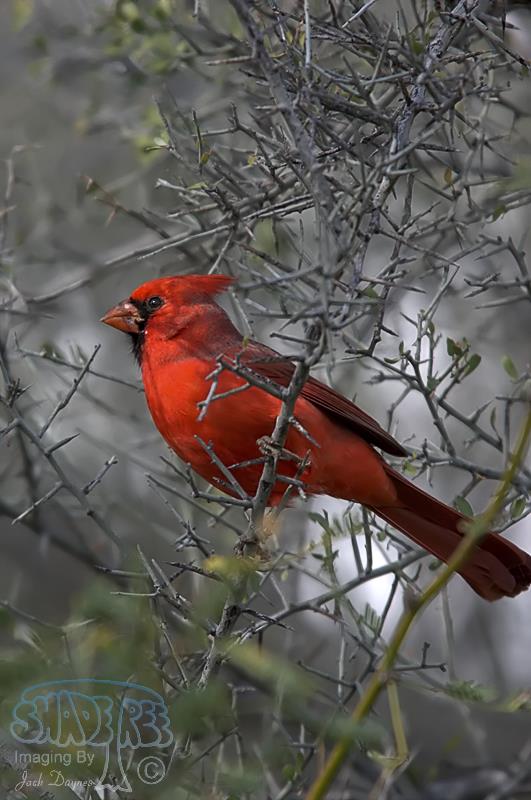 Northern Cardinal - Cardinalis cardinalis