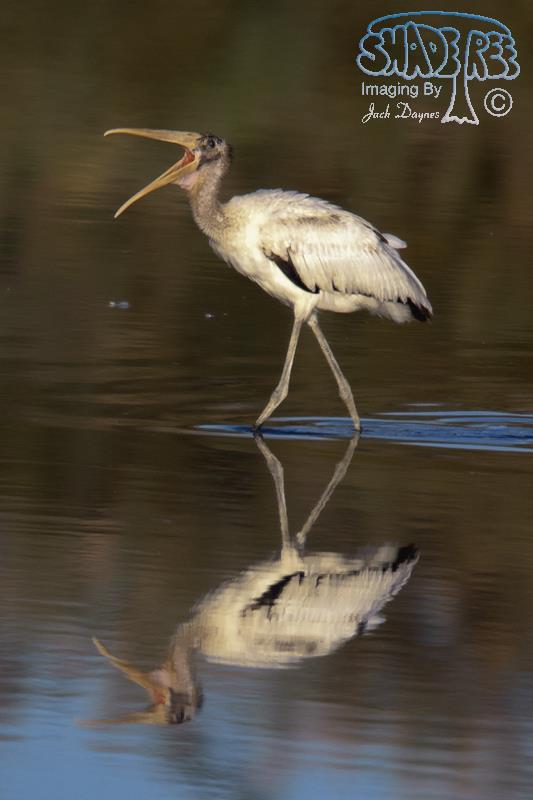 Wood Stork - Mycteria americana