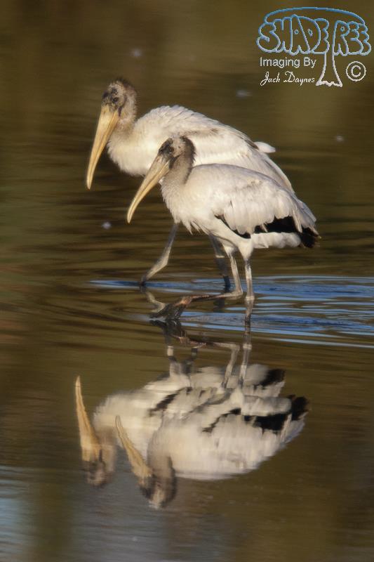 Wood Stork - Mycteria americana