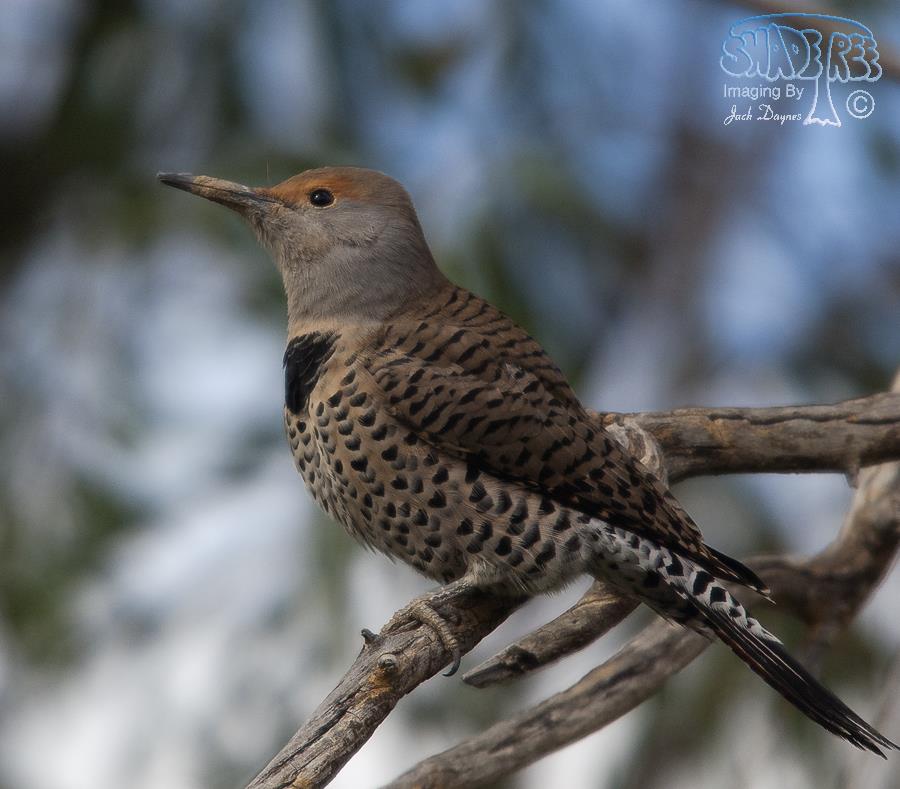 Gilded Flicker - Colaptes chrysoides