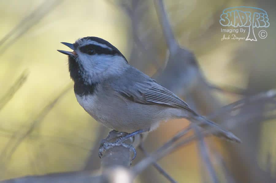 Mountain Chickadee - Poecile gambeli