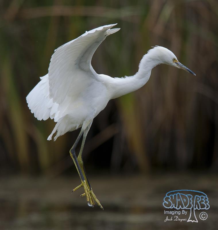 Snowy Egret - Egretta thula