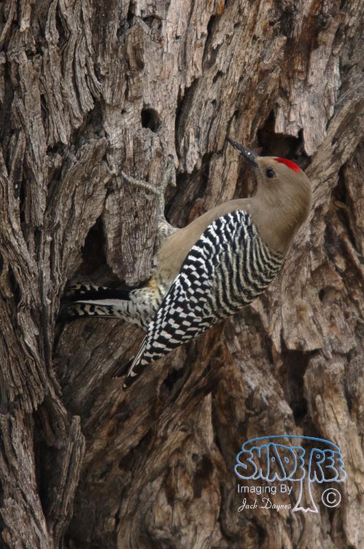 Gila Woodpecker - Melanerpes uropygialis