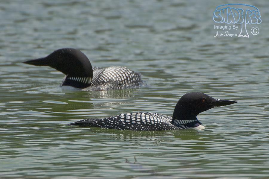 Common Loon - Gavia immer
