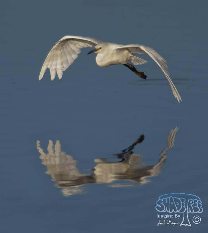 Snowy Egret - Egretta thula