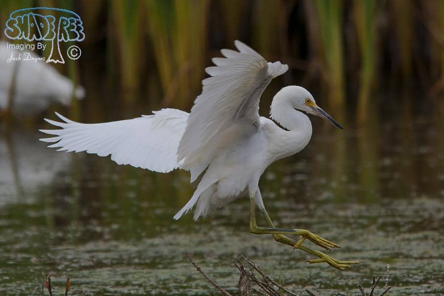 Snowy Egret - Egretta thula