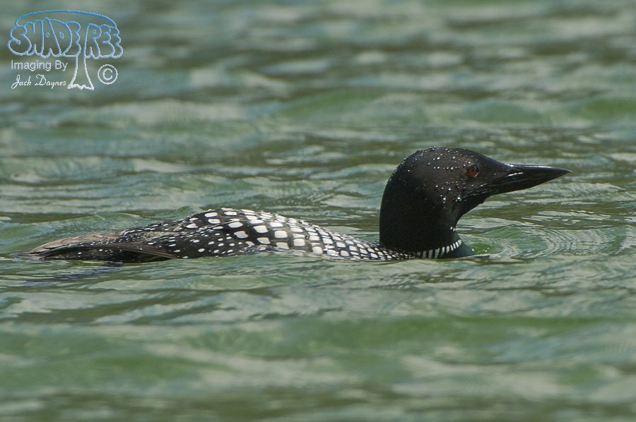 Common Loon - Gavia immer