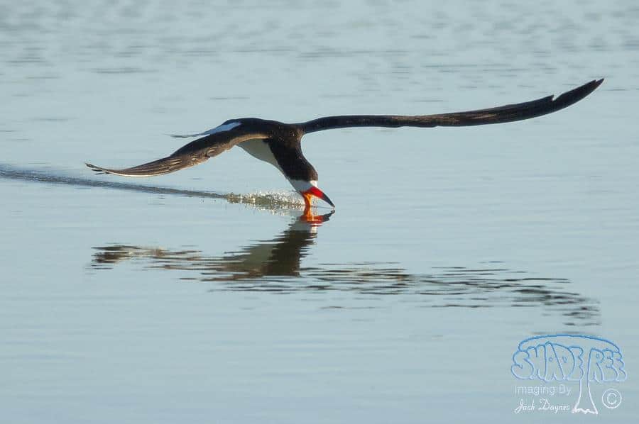 Black Skimmer - Rynchops niger