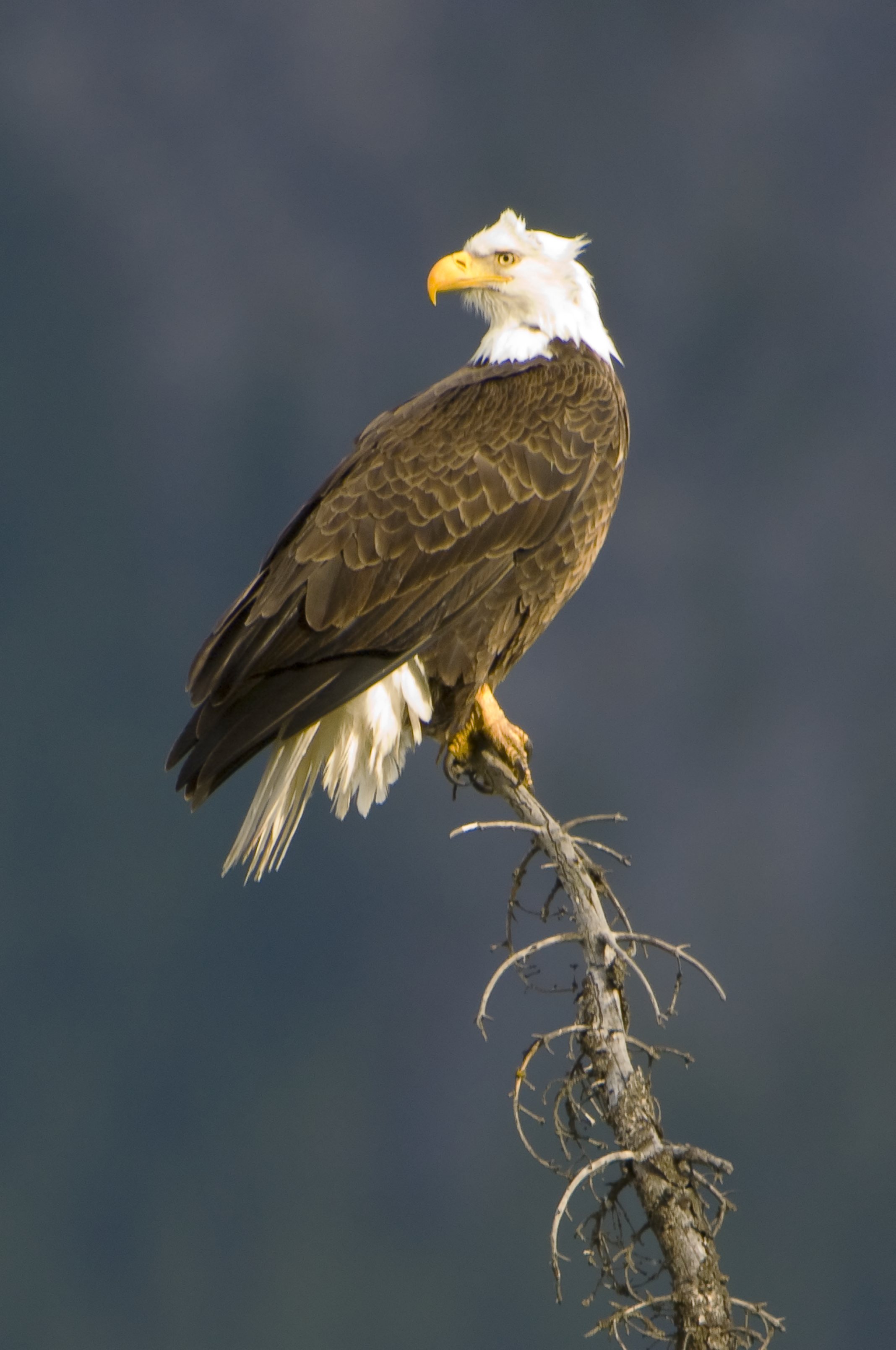 Bald Eagle - Haliaeetus leucocephalus