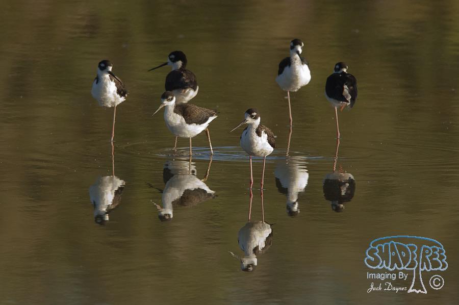 Black-Necked Stilt - Himantopus mexicanus