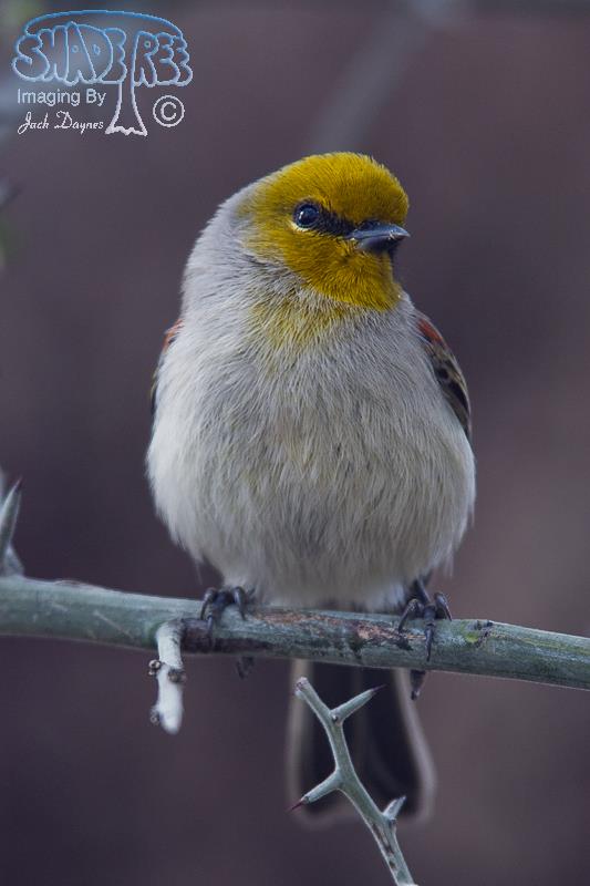 Verdin - Auriparus flaviceps