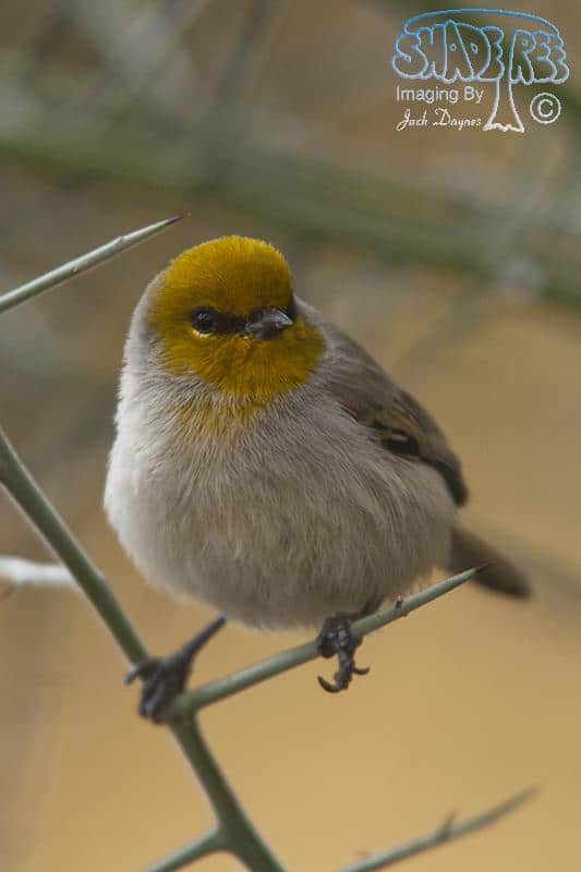 Verdin - Auriparus flaviceps