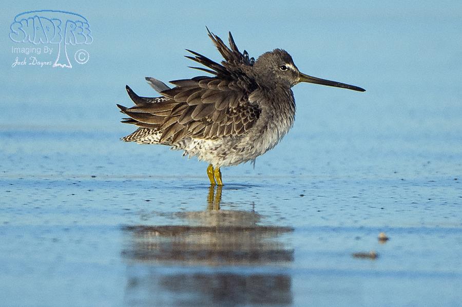 Long-Billed Dowitcher - Limnodromus scolopaceus