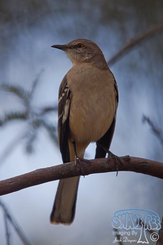 Northern Mockingbird - Mimus polyglottos
