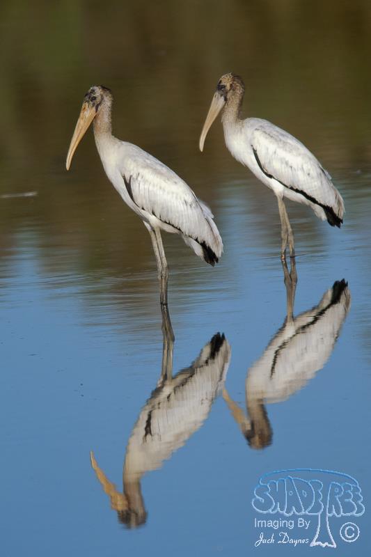 Wood Stork - Mycteria americana