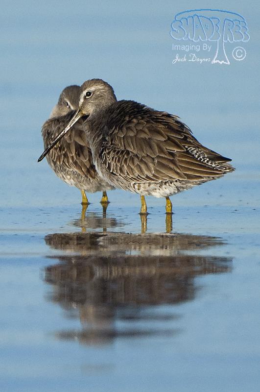 Long-Billed Dowitcher - Limnodromus scolopaceus