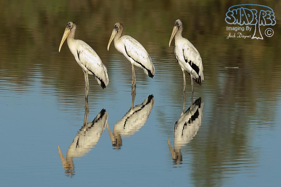 Wood Stork - Mycteria americana