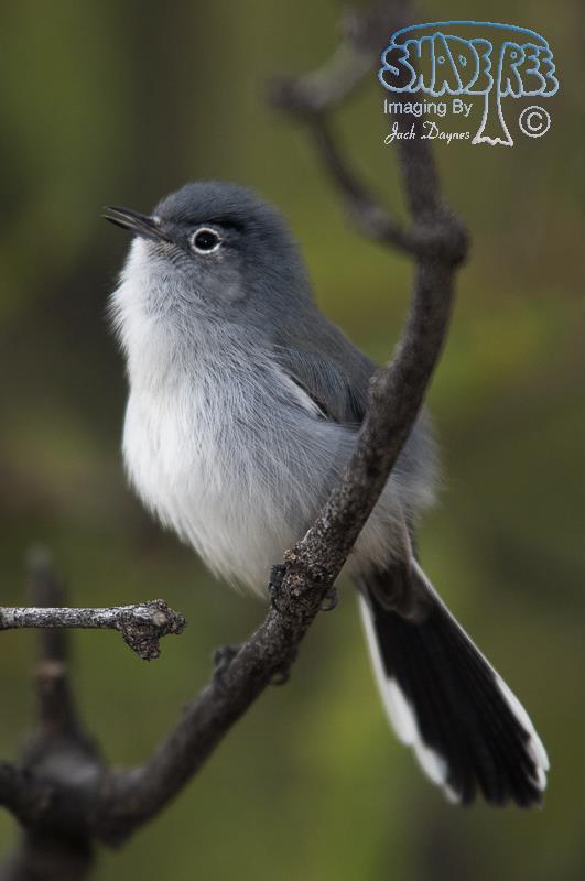 Black-Tailed Gnatcatcher - Polioptila melanura