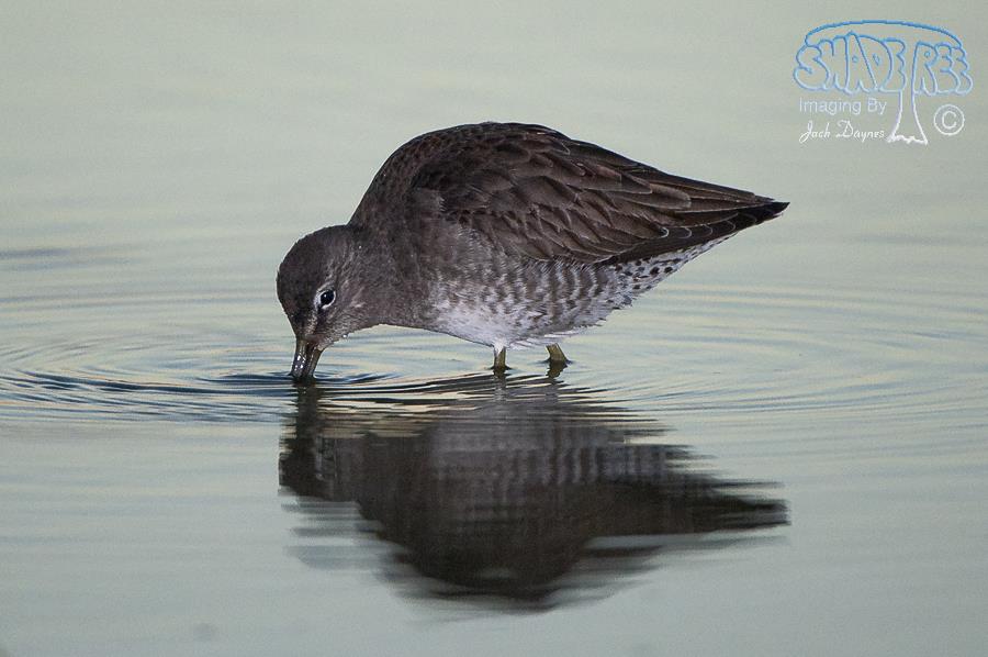 Long-Billed Dowitcher - Limnodromus scolopaceus