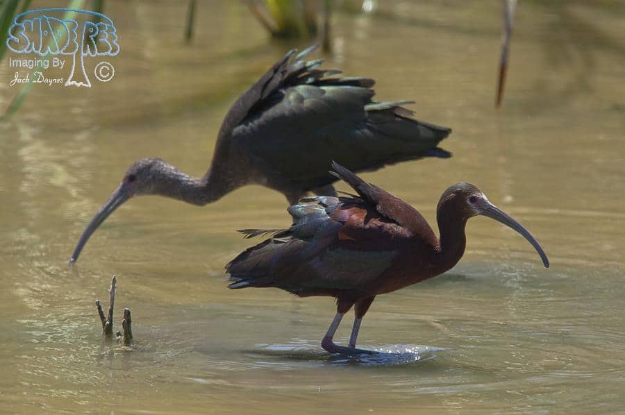 White-faced Ibis - Plegadis chihi