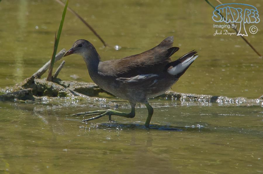 Common Gallinule - Gallinula galeata