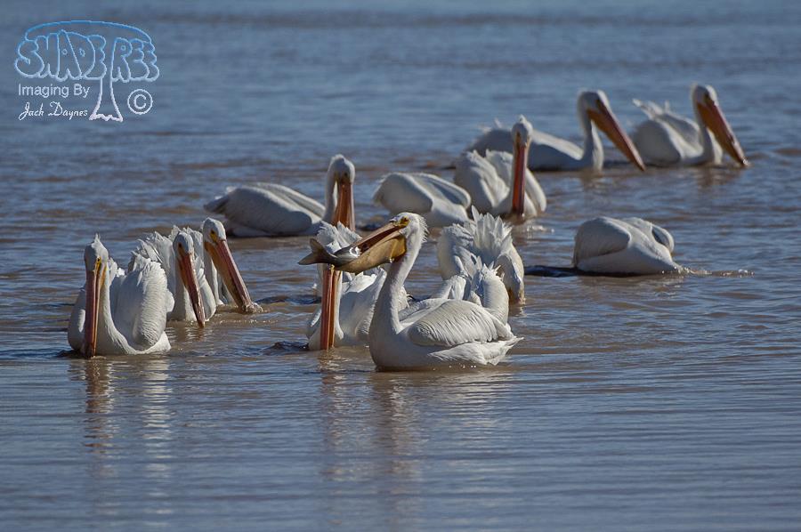 American White Pelican - Pelecanus erythrorhynchos