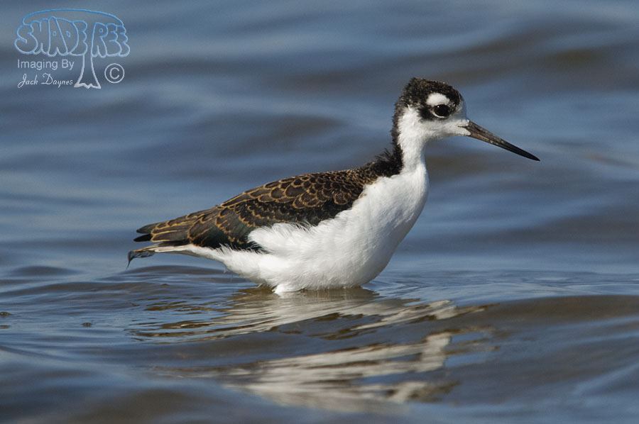 Black-Necked Stilt - Himantopus mexicanus