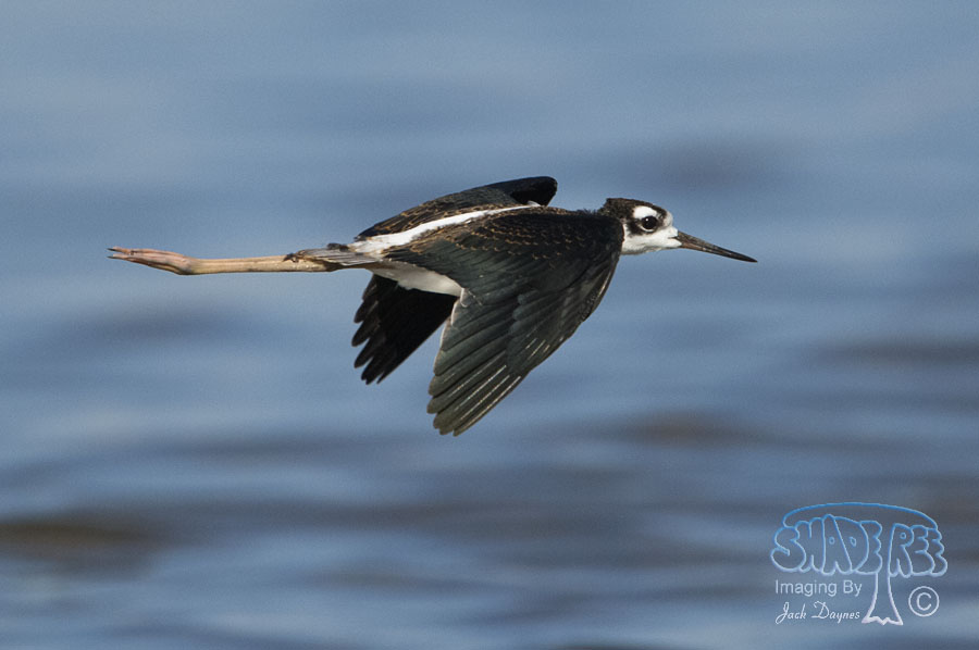 Black-Necked Stilt - Himantopus mexicanus